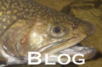 Tall Timber's Fishing Blog