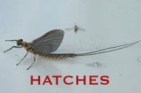 Mayfly & Caddis Hatches